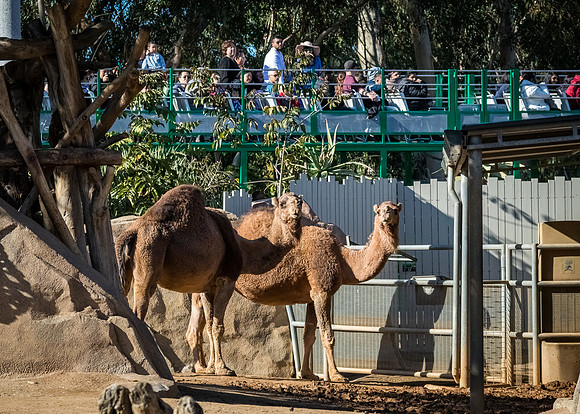 San Diego Zoo 12/27/19