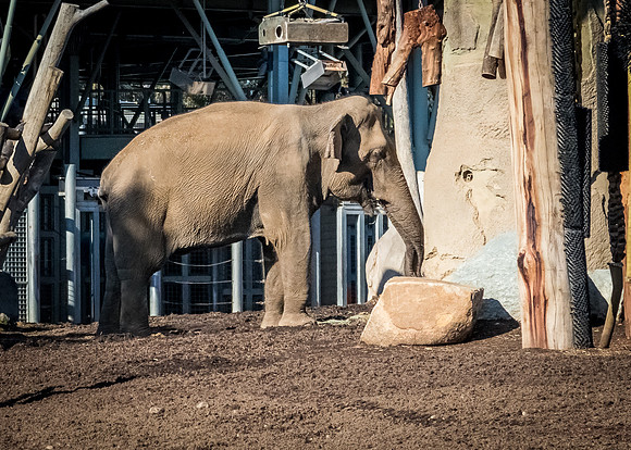 San Diego Zoo 12/27/19