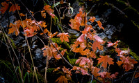 Fall in Logan, Utah 10/2018