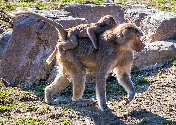 San Diego Zoo 12/27/19