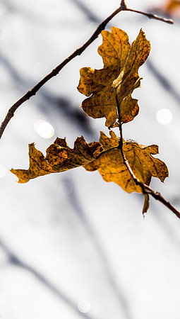 Mt Laguna 02/2019