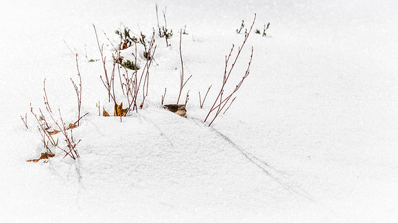 Mt Laguna 02/2019
