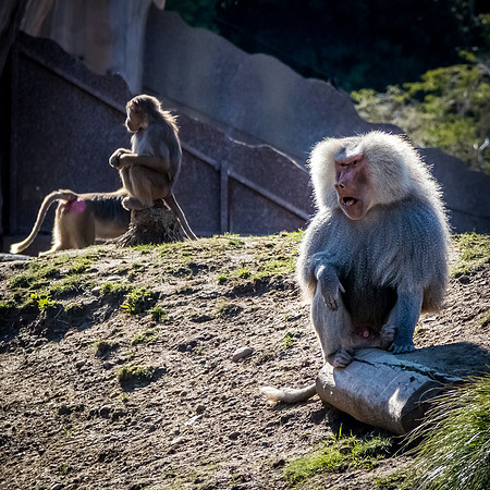 San Diego Zoo 12/27/19