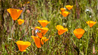 Mission Trails Regional Park