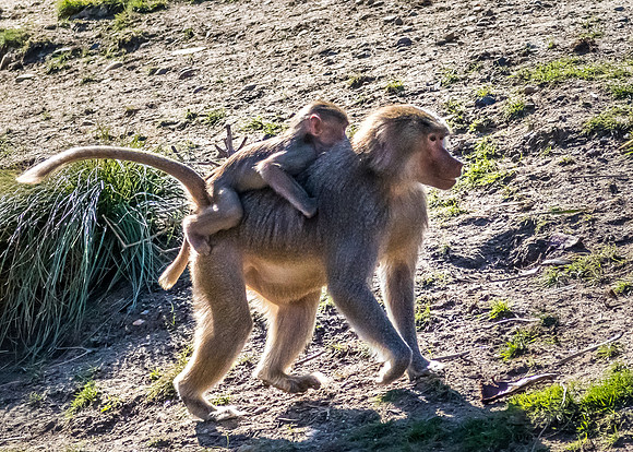 San Diego Zoo 12/27/19