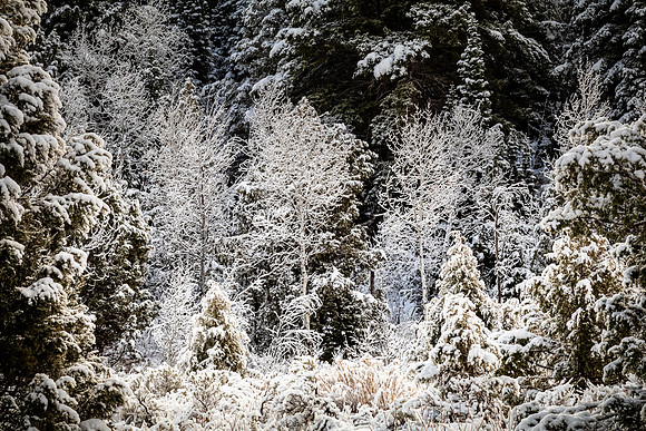 Logan, UT 11/2024
