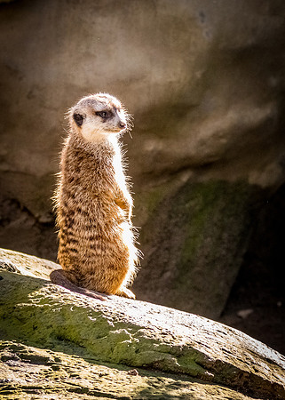 San Diego Zoo 12/27/19