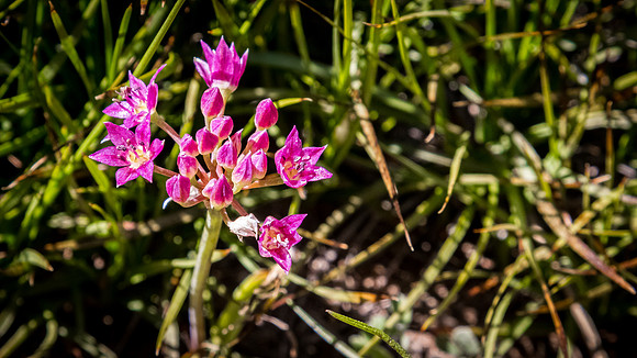 Laguna Meadows 05/2019
