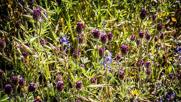 Laguna Meadows 05/2019