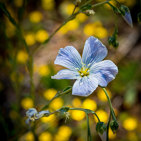 Laguna Meadows 05/2019