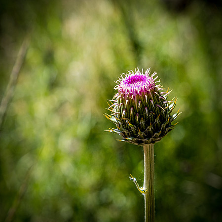 Laguna Meadows 05/2019