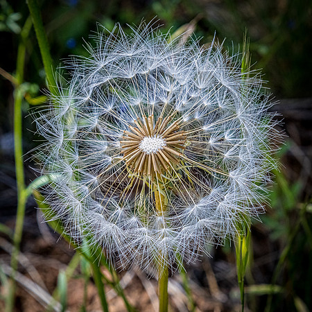 Laguna Meadows 05/2019