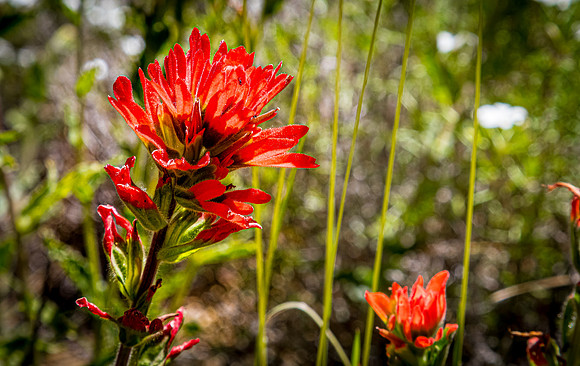 Laguna Meadows 05/2019