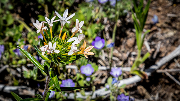 Laguna Meadows 05/2019