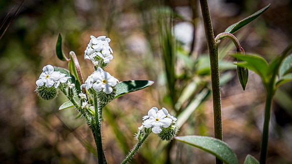 Laguna Meadows 05/2019