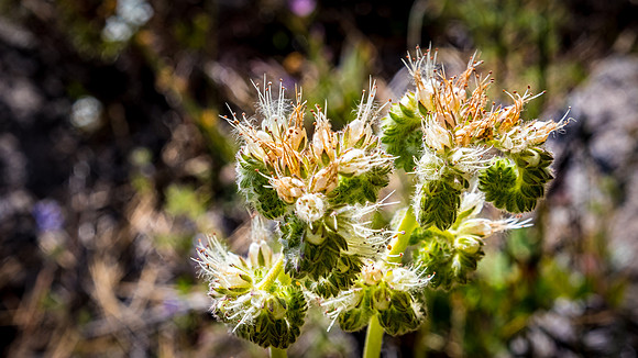 Laguna Meadows 05/2019