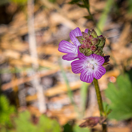 Laguna Meadows 05/2019