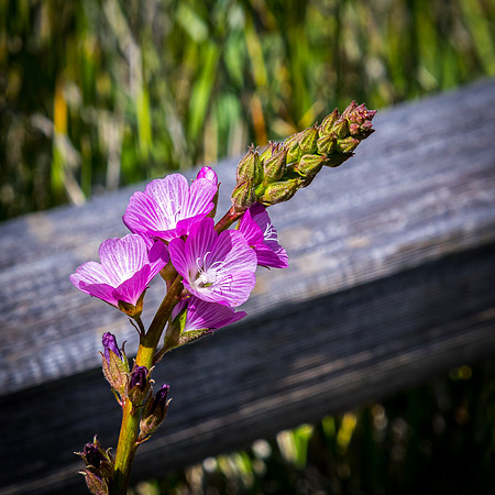 Laguna Meadows 05/2019