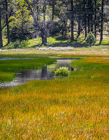 Laguna Meadows 05/2019