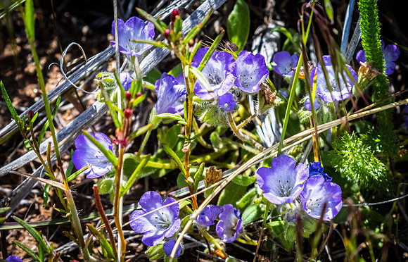 Laguna Meadows 05/2019