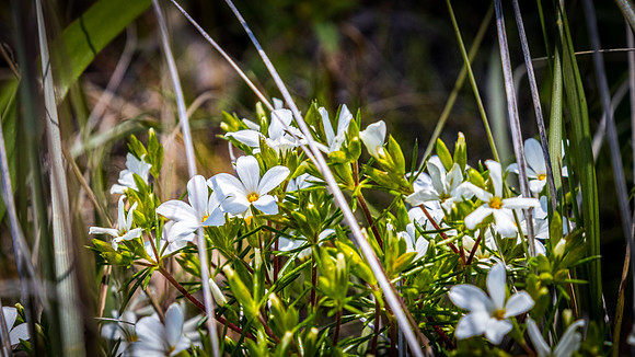Laguna Meadows 05/2019