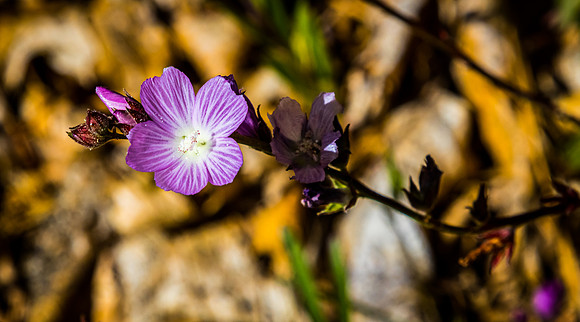 Laguna Meadows 05/2019