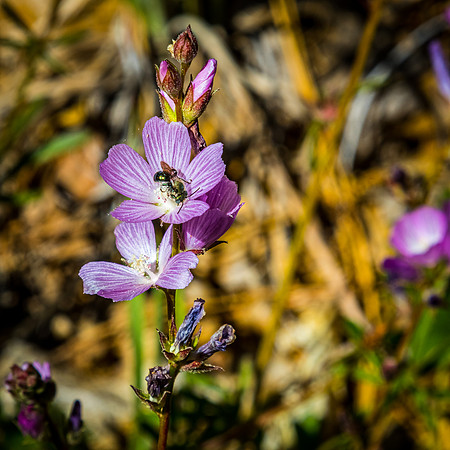 Laguna Meadows 05/2019