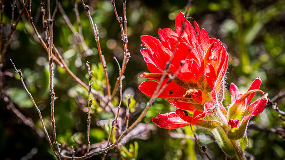 Laguna Meadows 05/2019