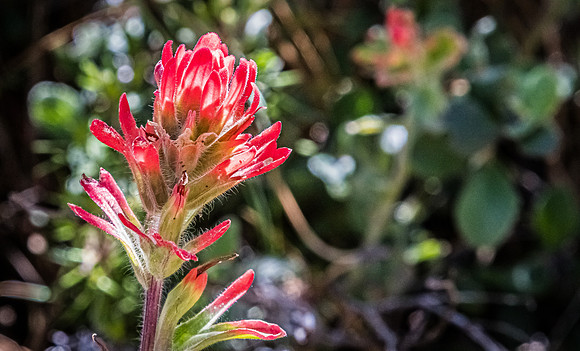 Laguna Meadows 05/2019