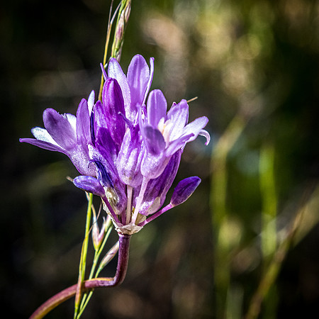 Laguna Meadows 05/2019