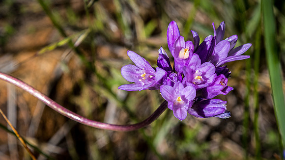 Laguna Meadows 05/2019