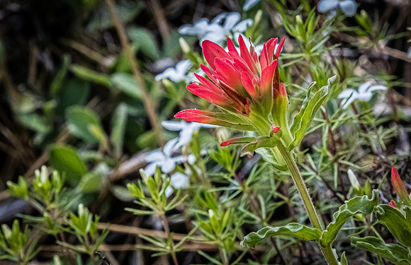 Laguna Meadows 05/2019