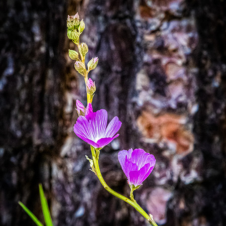 Laguna Meadows 05/2019