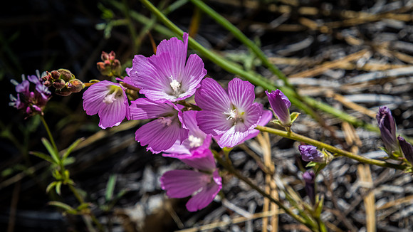 Laguna Meadows 05/2019