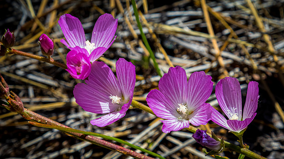 Laguna Meadows 05/2019