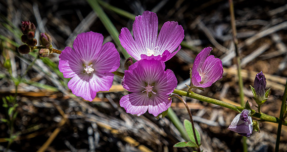 Laguna Meadows 05/2019