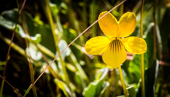 Laguna Meadows 05/2019