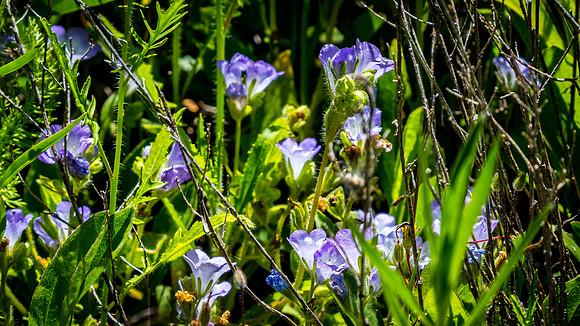 Laguna Meadows 05/2019
