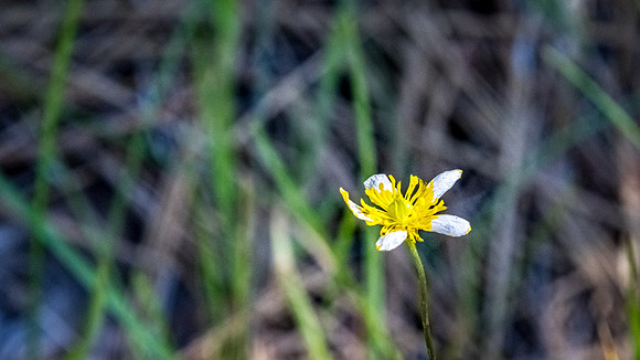 Laguna Meadows 05/2019