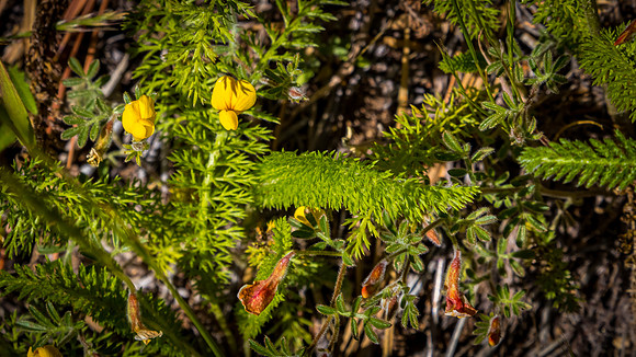 Laguna Meadows 05/2019