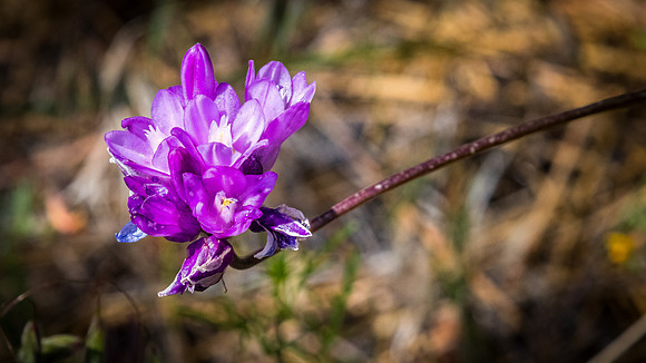 Laguna Meadows 05/2019