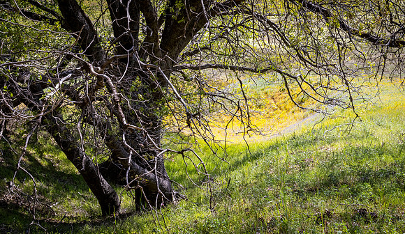 Laguna Meadows 05/2019
