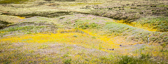 Laguna Meadows 05/2019