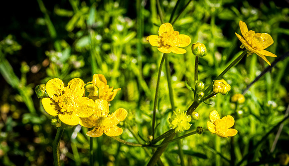 Laguna Meadows 05/2019