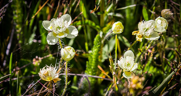 Laguna Meadows 05/2019