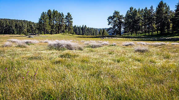 Laguna Meadows 05/2019