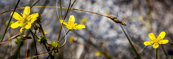 Laguna Meadows 05/2019