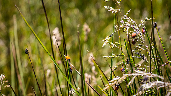 Laguna Meadows 05/2019