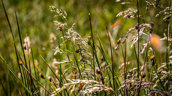 Laguna Meadows 05/2019
