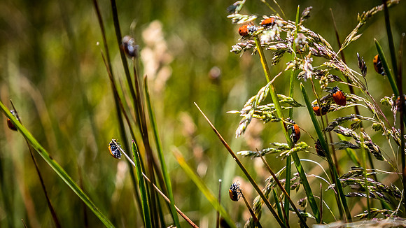 Laguna Meadows 05/2019